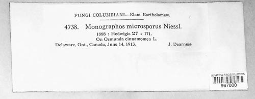 Monographos microsporus image